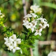 Asperula conferta (Common Woodruff) at Murringo, NSW - 7 Oct 2023 by trevorpreston