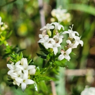 Asperula conferta (Common Woodruff) at Murringo, NSW - 7 Oct 2023 by trevorpreston