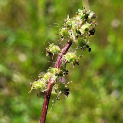 Acaena echinata (Sheeps Burr) at Murringo, NSW - 7 Oct 2023 by trevorpreston