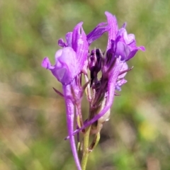 Linaria pelisseriana (Pelisser's Toadflax) at Murringo, NSW - 6 Oct 2023 by trevorpreston