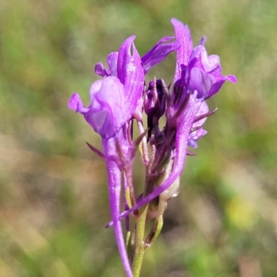 Linaria pelisseriana (Pelisser's Toadflax) at Murringo, NSW - 7 Oct 2023 by trevorpreston