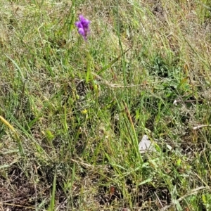 Linaria pelisseriana at Murringo, NSW - 7 Oct 2023 10:46 AM