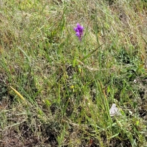 Linaria pelisseriana at Murringo, NSW - 7 Oct 2023 10:46 AM