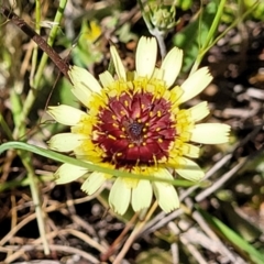 Tolpis barbata (Yellow Hawkweed) at Murringo, NSW - 7 Oct 2023 by trevorpreston