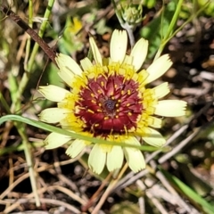 Tolpis barbata (Yellow Hawkweed) at Dananbilla Nature Reserve - 6 Oct 2023 by trevorpreston