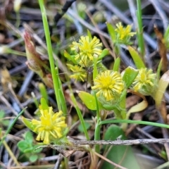 Triptilodiscus pygmaeus (Annual Daisy) at Murringo, NSW - 7 Oct 2023 by trevorpreston