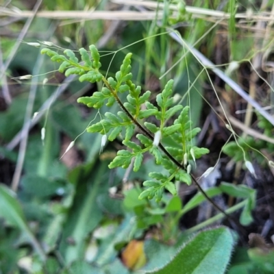 Cheilanthes sieberi subsp. sieberi (Mulga Rock Fern) at Dananbilla Nature Reserve - 6 Oct 2023 by trevorpreston