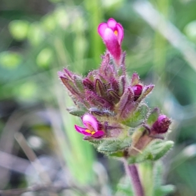 Parentucellia latifolia (Red Bartsia) at Dananbilla Nature Reserve - 6 Oct 2023 by trevorpreston