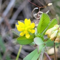 Trifolium dubium (Yellow Suckling Clover) at Murringo, NSW - 6 Oct 2023 by trevorpreston