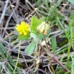 Trifolium dubium at Murringo, NSW - 7 Oct 2023