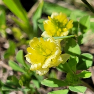 Trifolium campestre at Murringo, NSW - 7 Oct 2023