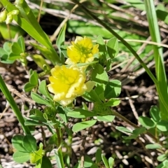 Trifolium campestre at Murringo, NSW - 7 Oct 2023