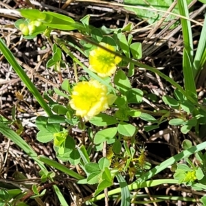 Trifolium campestre at Murringo, NSW - 7 Oct 2023