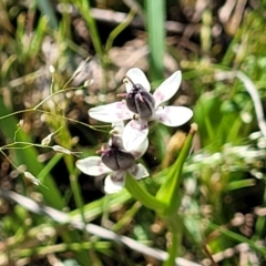 Wurmbea dioica subsp. dioica (Early Nancy) at Murringo, NSW - 7 Oct 2023 by trevorpreston