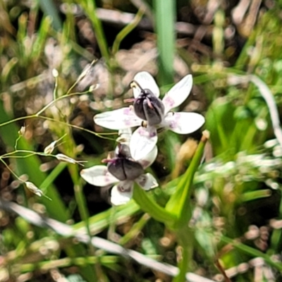 Wurmbea dioica subsp. dioica (Early Nancy) at Dananbilla Nature Reserve - 6 Oct 2023 by trevorpreston