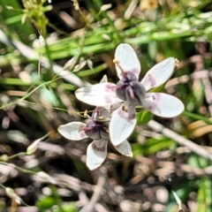 Wurmbea dioica subsp. dioica at Murringo, NSW - 7 Oct 2023