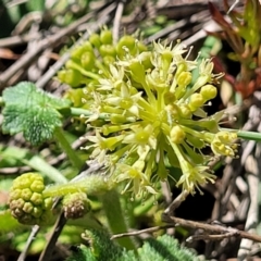 Hydrocotyle laxiflora (Stinking Pennywort) at Dananbilla Nature Reserve - 6 Oct 2023 by trevorpreston