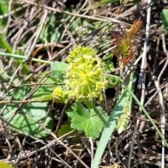 Hydrocotyle laxiflora at Murringo, NSW - 7 Oct 2023 10:41 AM