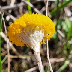 Leptorhynchos squamatus (Scaly Buttons) at Murringo, NSW - 7 Oct 2023 by trevorpreston