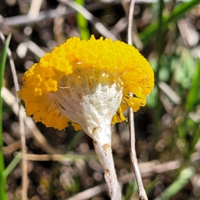 Leptorhynchos squamatus (Scaly Buttons) at Dananbilla Nature Reserve - 6 Oct 2023 by trevorpreston