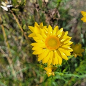 Xerochrysum viscosum at Murringo, NSW - 7 Oct 2023