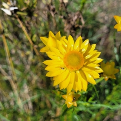 Xerochrysum viscosum (Sticky Everlasting) at Murringo, NSW - 7 Oct 2023 by trevorpreston
