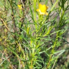 Xerochrysum viscosum at Murringo, NSW - 7 Oct 2023