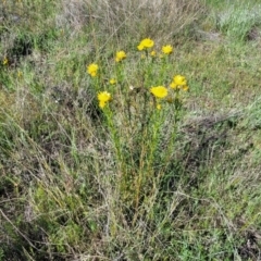 Xerochrysum viscosum at Murringo, NSW - 7 Oct 2023