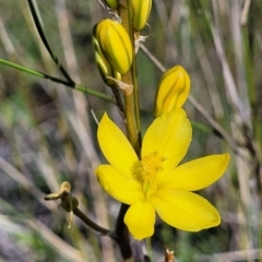 Bulbine bulbosa (Golden Lily) at Dananbilla Nature Reserve - 6 Oct 2023 by trevorpreston