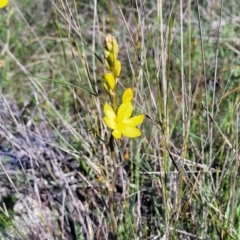 Bulbine bulbosa at Murringo, NSW - 7 Oct 2023 10:39 AM