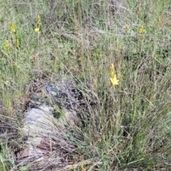 Bulbine bulbosa at Murringo, NSW - 7 Oct 2023 10:39 AM