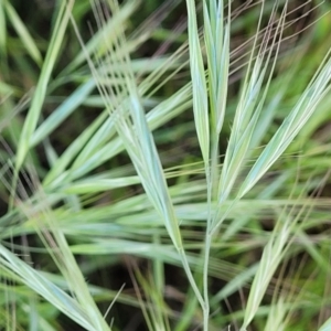 Bromus diandrus at Crowther, NSW - 7 Oct 2023 10:25 AM