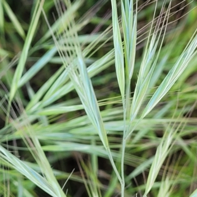 Bromus diandrus (Great Brome) at Dananbilla Nature Reserve - 6 Oct 2023 by trevorpreston