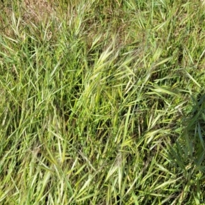 Bromus diandrus at Crowther, NSW - 7 Oct 2023 10:25 AM