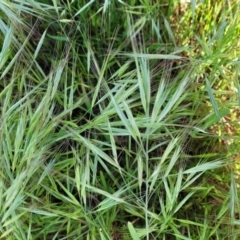 Bromus diandrus at Crowther, NSW - 7 Oct 2023