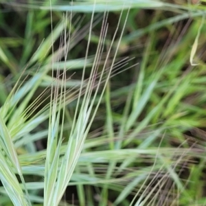 Bromus diandrus at Crowther, NSW - 7 Oct 2023 10:25 AM