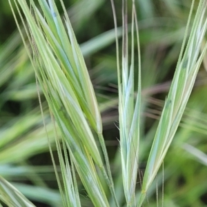 Bromus diandrus at Crowther, NSW - 7 Oct 2023 10:25 AM