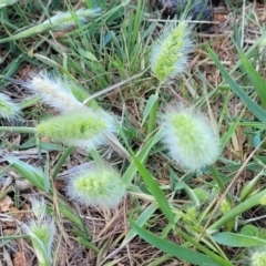 Polypogon monspeliensis (Annual Beard Grass) at Dananbilla Nature Reserve - 6 Oct 2023 by trevorpreston