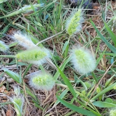 Polypogon monspeliensis (Annual Beard Grass) at Dananbilla Nature Reserve - 6 Oct 2023 by trevorpreston