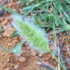 Polypogon monspeliensis at Crowther, NSW - 7 Oct 2023 10:15 AM