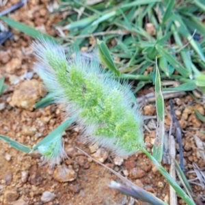 Polypogon monspeliensis at Crowther, NSW - 7 Oct 2023