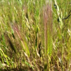Hordeum (genus) (A Barley Grass) at Crowther, NSW - 7 Oct 2023 by trevorpreston