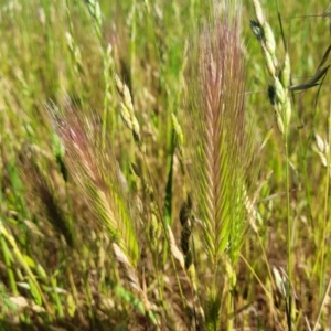 Hordeum sp. at Crowther, NSW - 7 Oct 2023