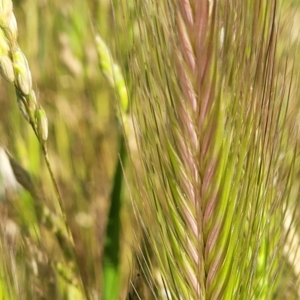 Hordeum sp. at Crowther, NSW - 7 Oct 2023