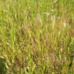 Hordeum sp. at Crowther, NSW - 7 Oct 2023