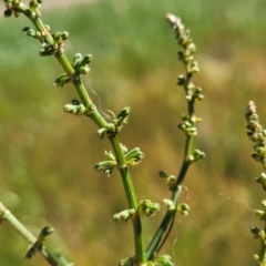 Rumex brownii (Slender Dock) at Crowther, NSW - 6 Oct 2023 by trevorpreston