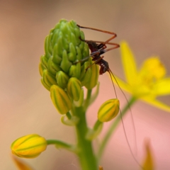 Torbia viridissima (Gum Leaf Katydid) at Higgins Woodland - 7 Oct 2023 by Trevor