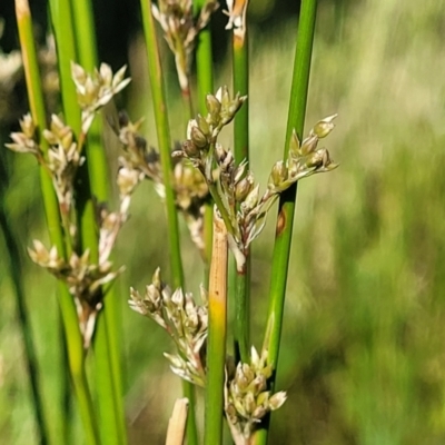 Juncus (genus) (A Rush) at Crowther, NSW - 7 Oct 2023 by trevorpreston