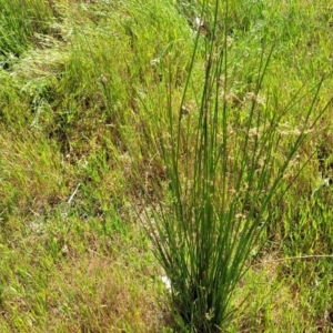 Juncus sp. at Crowther, NSW - 7 Oct 2023 10:07 AM