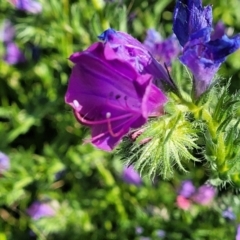 Echium plantagineum (Paterson's Curse) at Dananbilla Nature Reserve - 6 Oct 2023 by trevorpreston